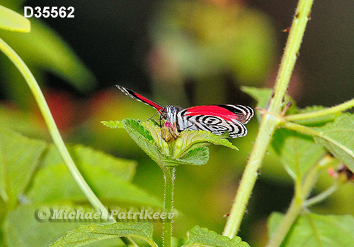 Cramer's Eighty-eight (Diaethria clymena)